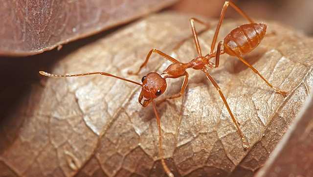 Kai Chutney, Mayurbhanj and mission GI tag Kai Chutney, Mayurbhanj and mission GI tag