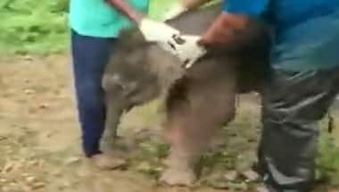 Lost elephant calf reunited with herd in Chhattisgarh, video melts hearts