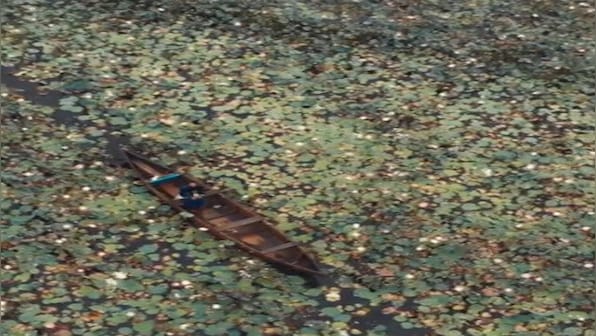 Watch: Drone view of lotus-filled lake in Kerala amazes internet