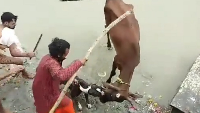 Viral video: Pitbull attacks cow in Kanpur's Sarsaiya Ghat, locals rush to rescue Viral video: Pitbull attacks cow in Kanpur's Sarsaiya Ghat, locals rush to rescue