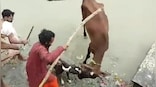 Viral video: Pitbull attacks cow in Kanpur's Sarsaiya Ghat, locals rush to rescue
