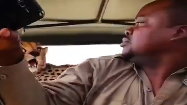 Watch: Man clicks selfie with cheetah after it jumps onto safari vehicle Watch: Man clicks selfie with cheetah after it jumps onto safari vehicle