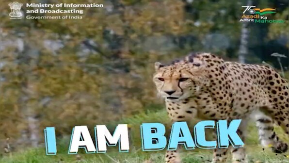 Modi@72: ‘I am back,’ says the Cheetah: Union Environment Minister Bhupendra Yadav shares adorable video