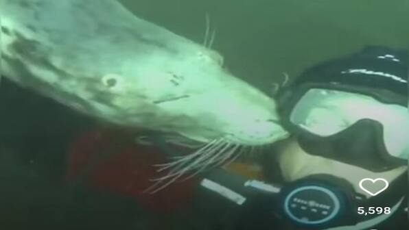 Watch: Seal kisses scuba diver underwater, internet finds it adorable