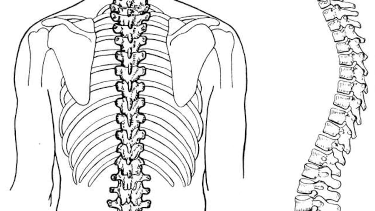 Understanding spinal cord Injuries: Severity and complexity – Firstpost