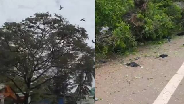 Reckless cutting of tree for NHAI project kills large number of birds, Kerala government seeks report Reckless cutting of tree for NHAI project kills large number of birds, Kerala government seeks report