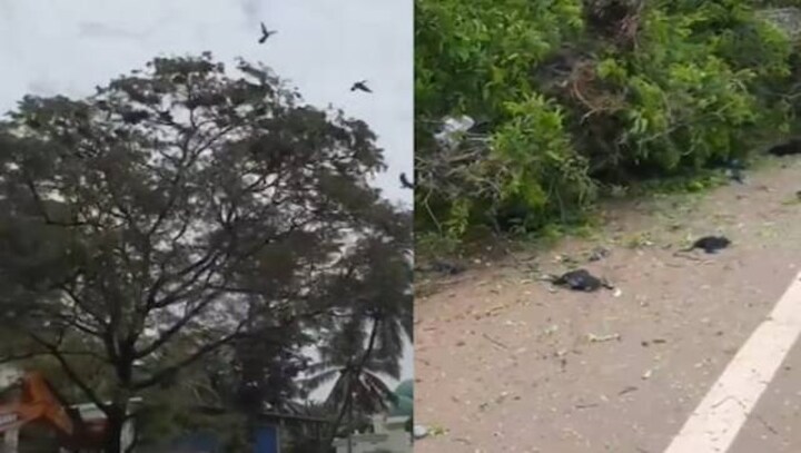 Reckless cutting of tree for NHAI project kills large number of birds, Kerala government seeks report