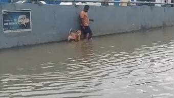 Man guiding stray dog through waterlogged street in Bengaluru, video melts hearts