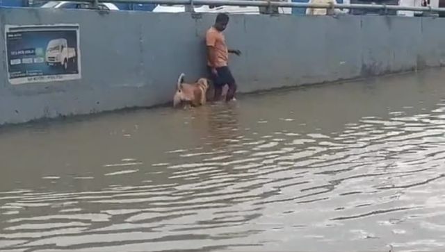 Man guiding stray dog through waterlogged street in Bengaluru, video melts hearts Man guiding stray dog through waterlogged street in Bengaluru, video melts hearts