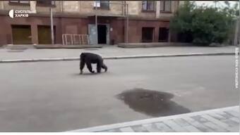 Watch: Escaped chimpanzee returned to Kharkiv Zoo on bicycle