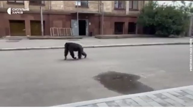 Watch: Escaped chimpanzee returned to Kharkiv Zoo on bicycle Watch: Escaped chimpanzee returned to Kharkiv Zoo on bicycle