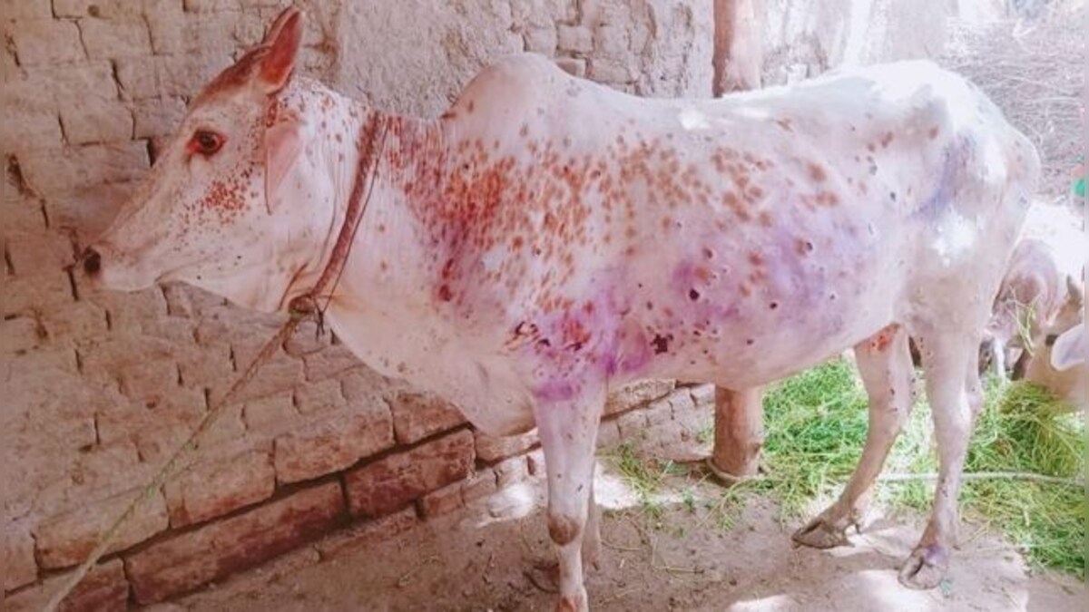 Lumpy skin disease: Satish Poonia says Rajasthan govt not paying attention to vaccination of cows