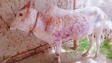 Lumpy skin disease: Satish Poonia says Rajasthan govt not paying attention to vaccination of cows