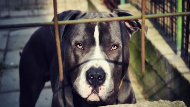 Scarred for life: Pitbull attack leaves 11-year-old boy with 150 stitches across face Scarred for life: Pitbull attack leaves 11-year-old boy with 150 stitches across face