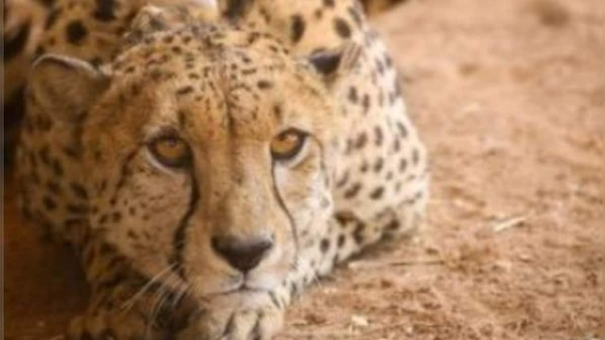 Two friends, two siblings and more: Who are the eight cheetahs coming to India from Namibia?