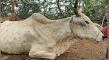 Explained: Is it safe to consume milk from cattle infected by lumpy skin disease?