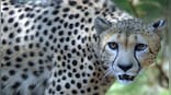 Cheetahs return to India: When animals were brought back from the brink of extinction