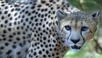Cheetahs return to India: When animals were brought back from the brink of extinction