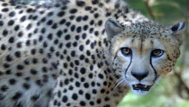 Cheetahs return to India: When animals were brought back from the brink of extinction