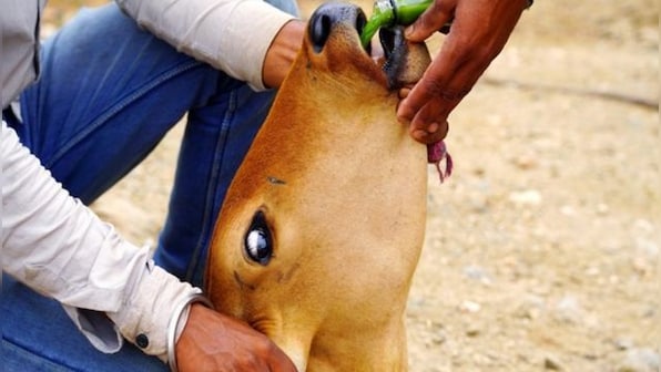 Lumpy Virus: 126 cattle die, 25 districts affected in Maharashtra