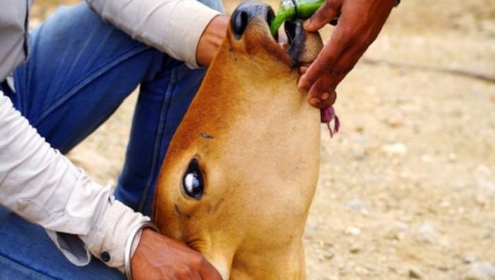 Lumpy Virus: 126 cattle die, 25 districts affected in Maharashtra