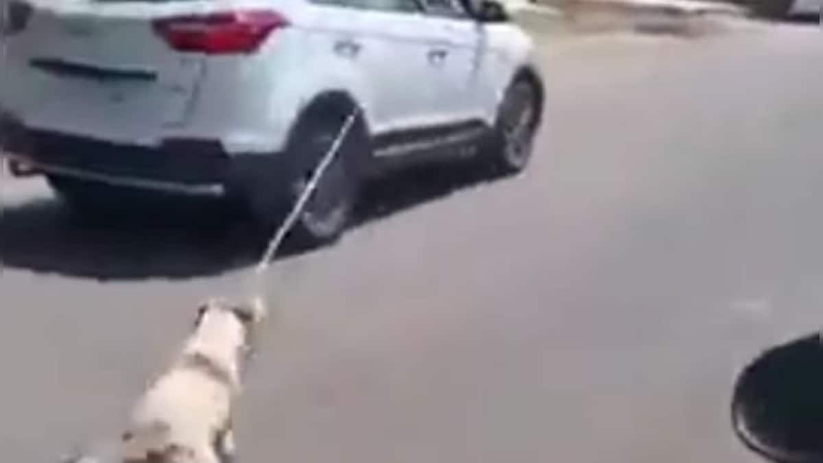 Rajasthan: Doctor booked for tying stray dog to car, dragging it along road