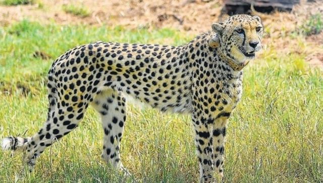 Buffalo meat, rest, and plenty of curiosity: How the eight cheetahs are coping at Kuno National Park Buffalo meat, rest, and plenty of curiosity: How the eight cheetahs are coping at Kuno National Park