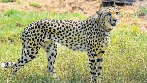 Buffalo meat, rest, and plenty of curiosity: How the eight cheetahs are coping at Kuno National Park