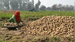 Explained: The court tussle over potatoes used to make Lay’s chips