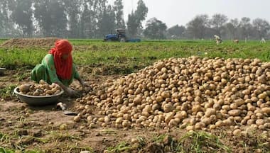 Explained: The court tussle over potatoes used to make Lay’s chips