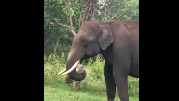 Watch video: Hungry elephant eats plastic in heartbreaking video
