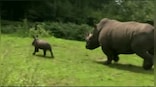 World Rhino Day 2022: IFS officer shares adorable video of playful rhino calf; watch