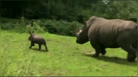 World Rhino Day 2022: IFS officer shares adorable video of playful rhino calf; watch