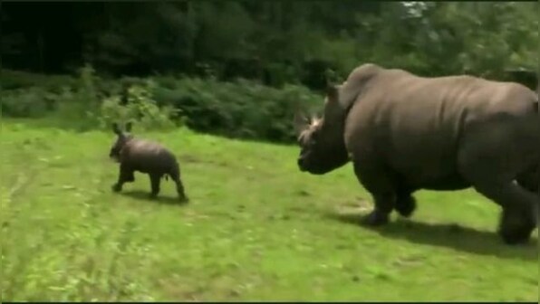 World Rhino Day 2022: IFS officer shares adorable video of playful rhino calf; watch