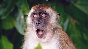 Thane: Toddler sustains five stitches after monkey tries to snatch her from mother
