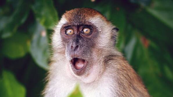 Thane: Toddler sustains five stitches after monkey tries to snatch her from mother