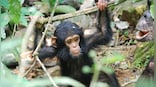 Explained: Why three baby chimpanzees were kidnapped from a Congo sanctuary
