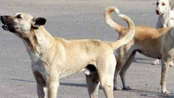 Delhi: MCD to organise free anti-rabies vaccination camps for dogs on 28 September