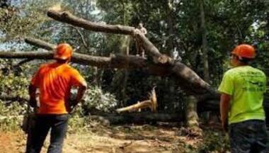 Chhattisgarh: Amid protests, tree cutting starts for upcoming coal mining project in Hasdeo,10 detained