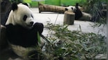 Bear Necessity: Why has Taiwan sought China’s help for its giant panda?