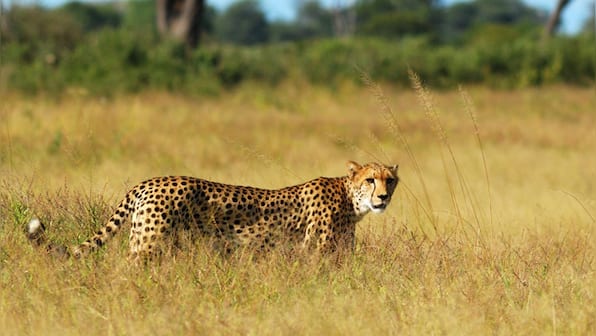 This is why Kuno-Palpur National Park will be a good home for African cheetahs