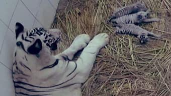 Delhi zoo gets 3 white tiger cubs: India's tryst with the rare wild cats
