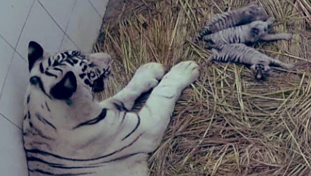 Delhi zoo gets 3 white tiger cubs: India's tryst with the rare wild cats Delhi zoo gets 3 white tiger cubs: India's tryst with the rare wild cats