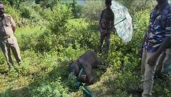 Watch: Forest officials provide shade to sleeping baby elephant, video wins hearts