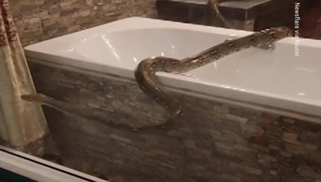 Video of 12-foot-long python found in washroom in Thailand goes viral ...
