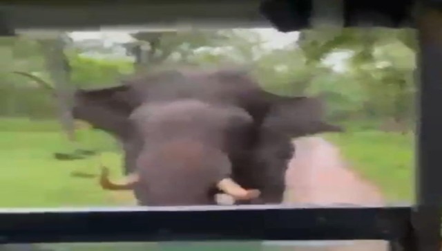 Watch: Video of angry elephant charging at safari car goes viral Watch: Video of angry elephant charging at safari car goes viral