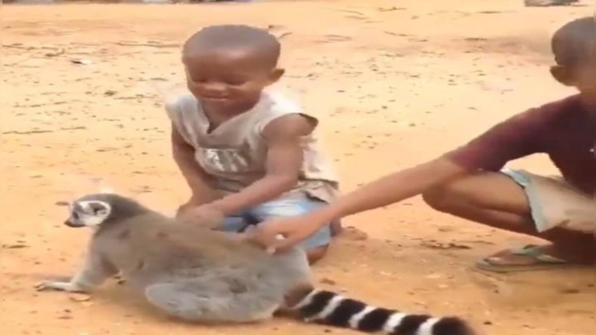 Watch Lemur asks two boys to scratch its back, in splits Firstpost