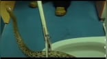 Alabama police removes massive snake from toilet, inform about incident in cheeky post