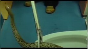 Alabama police removes massive snake from toilet, inform about incident in cheeky post