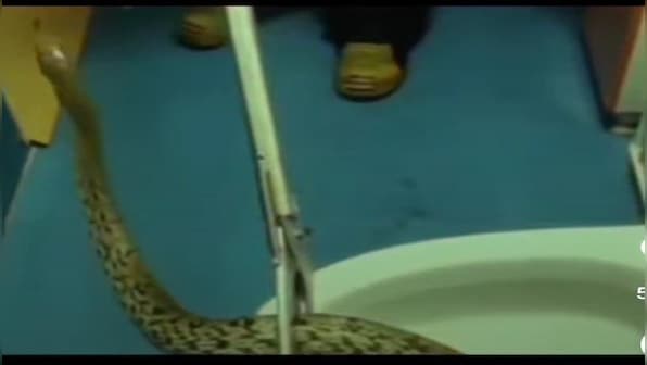 Alabama police removes massive snake from toilet, inform about incident in cheeky post